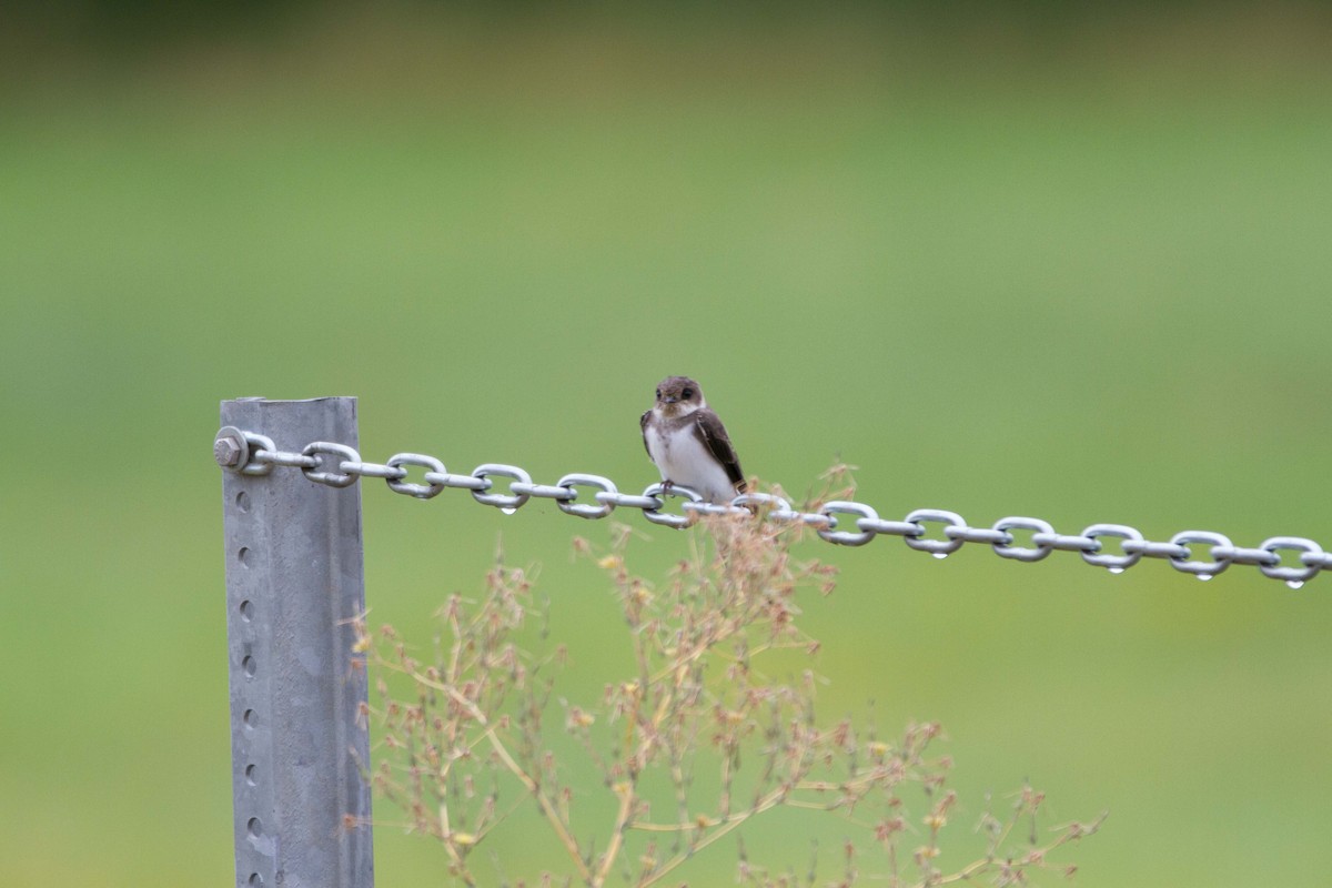 Uhalde-enara arrunta - ML644178577