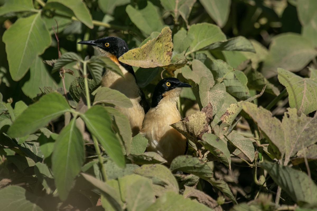 Black-capped Donacobius - ML644178584