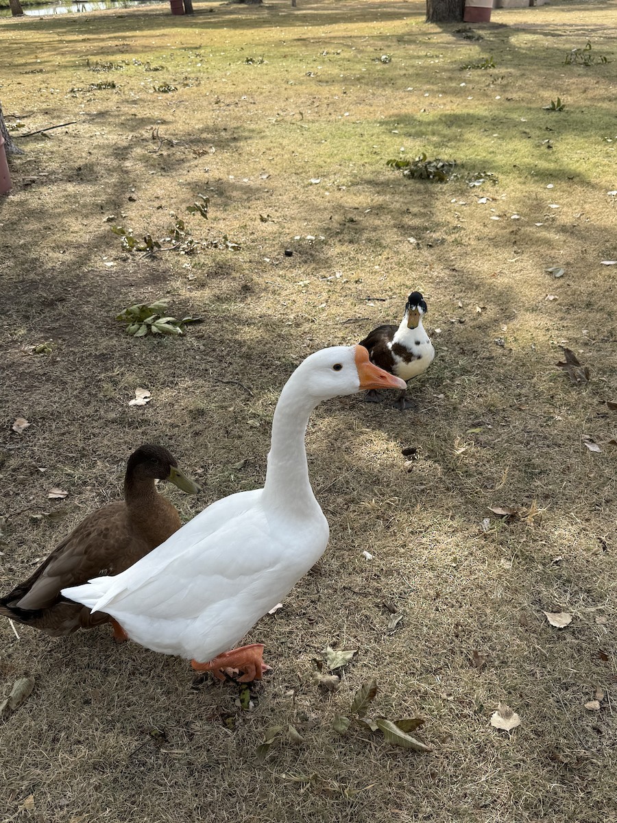 tamgås (domestisert Anser sp.) - ML644178586