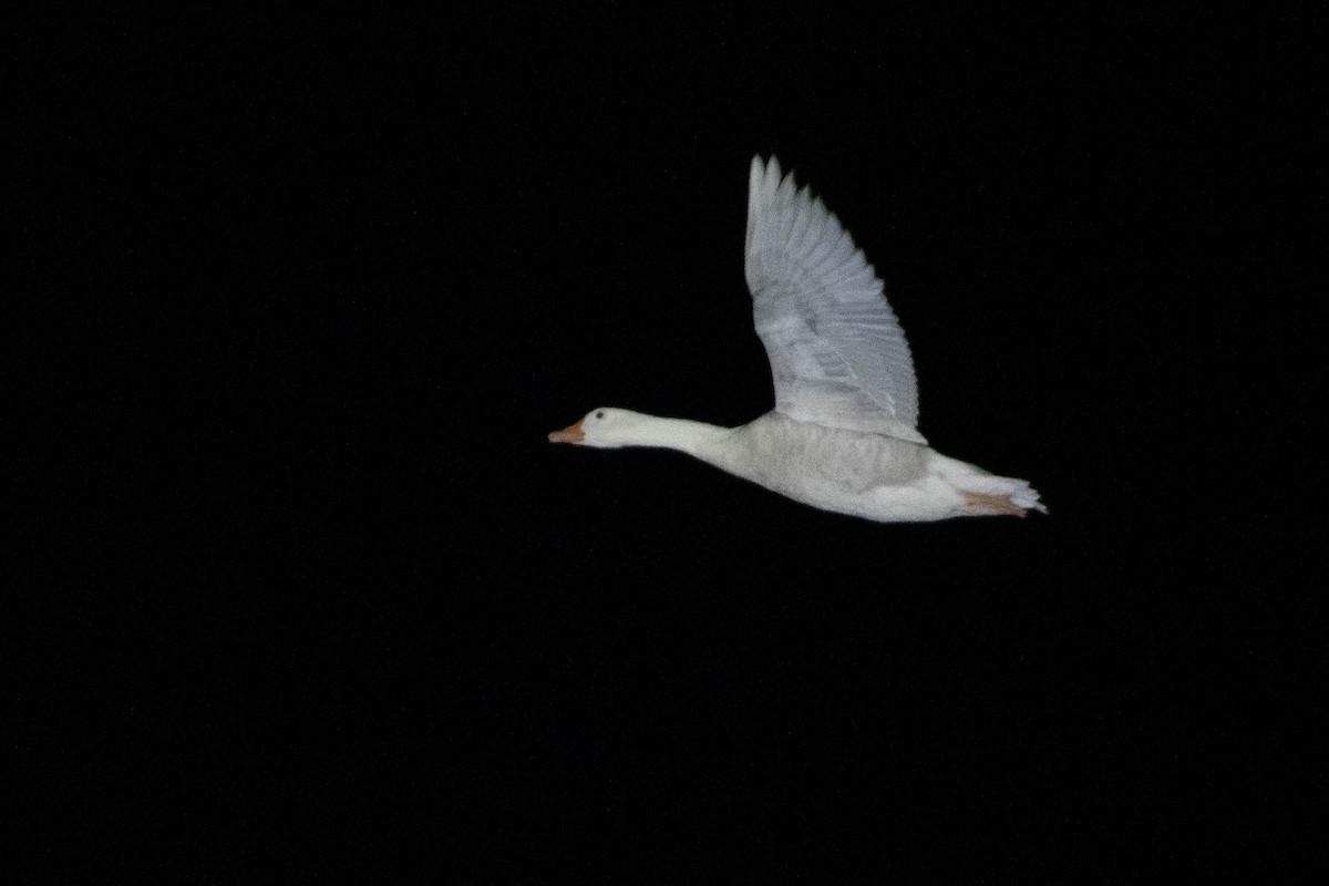 tamgås (domestisert Anser sp.) - ML644178596