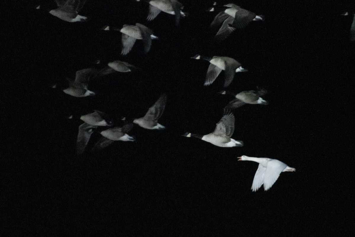 tamgås (domestisert Anser sp.) - ML644178597