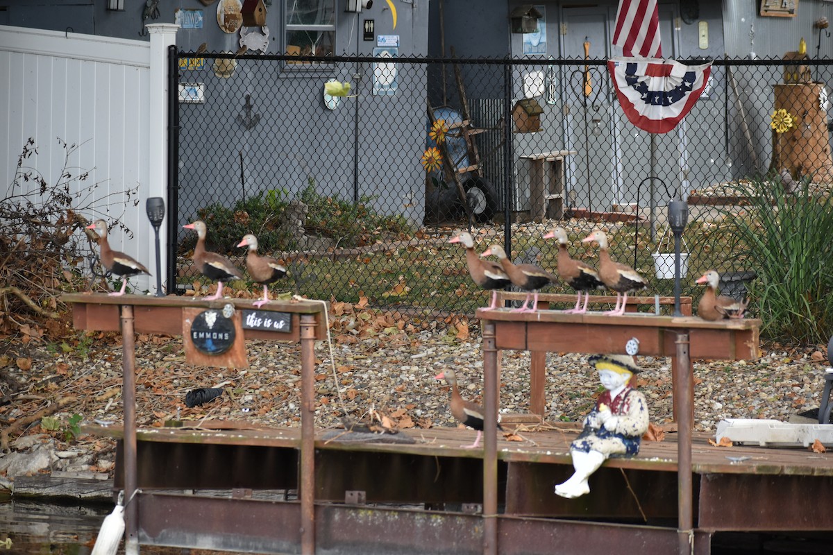 Black-bellied Whistling-Duck - ML644178611
