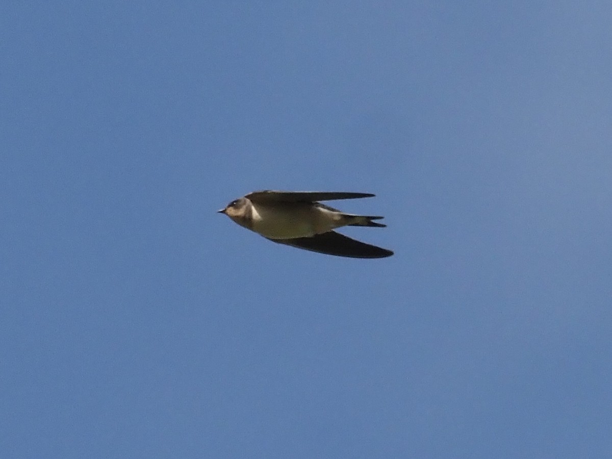 Hirondelle rustique - ML644178618