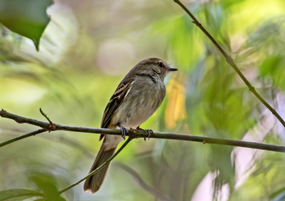 Fuscous Flycatcher - ML644178635