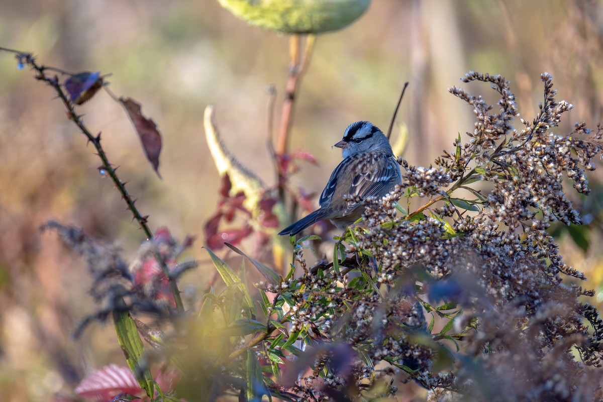 White-crowned Sparrow - ML644178669
