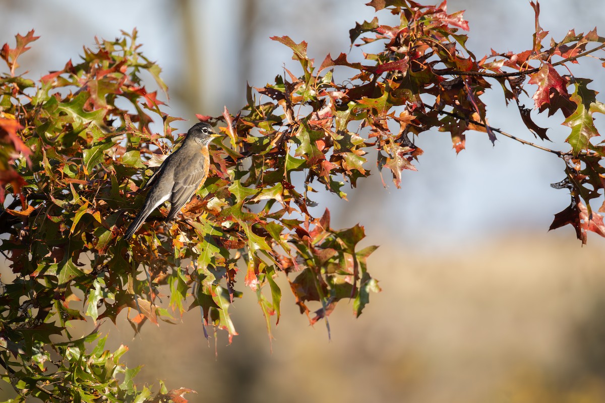 American Robin - ML644178672