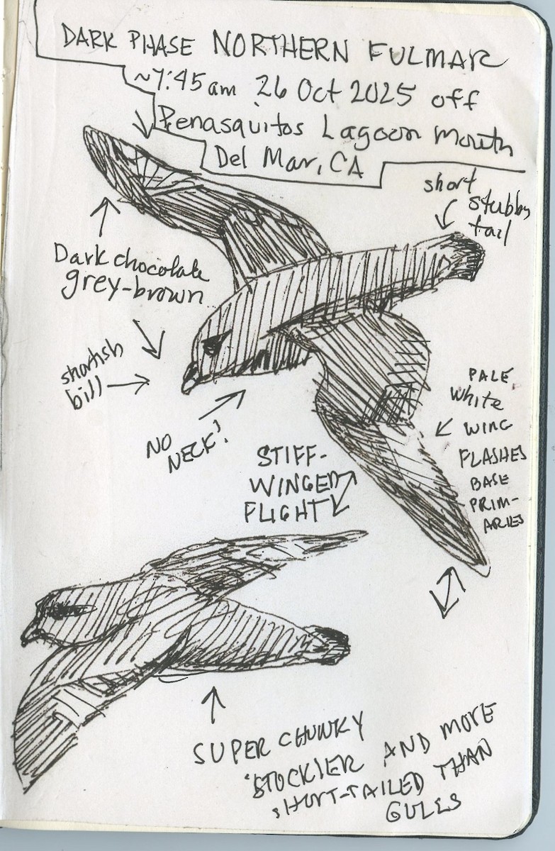 Northern Fulmar - ML644178675