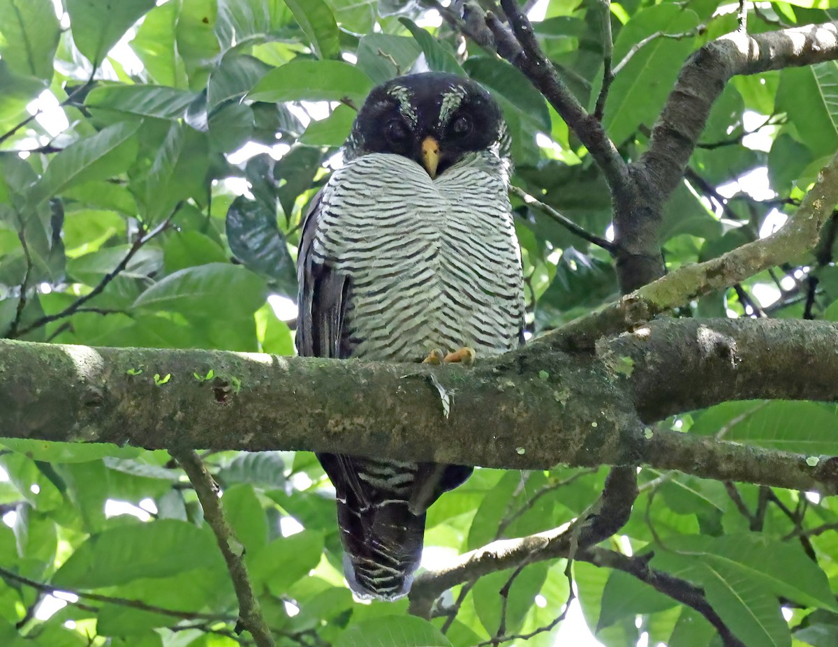 シロクロヒナフクロウ - ML644178686