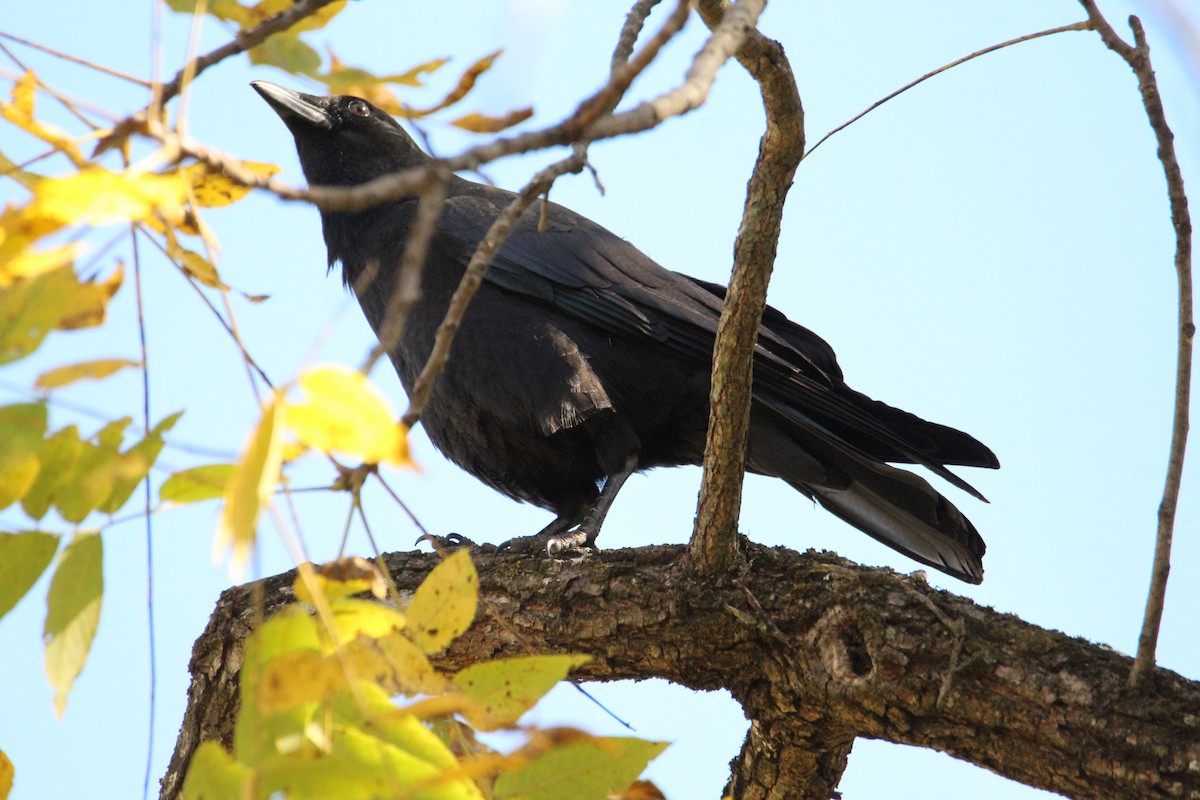 American Crow - ML644178687