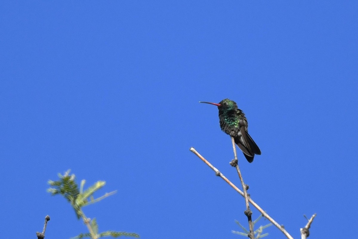 Broad-billed Hummingbird - ML644178699