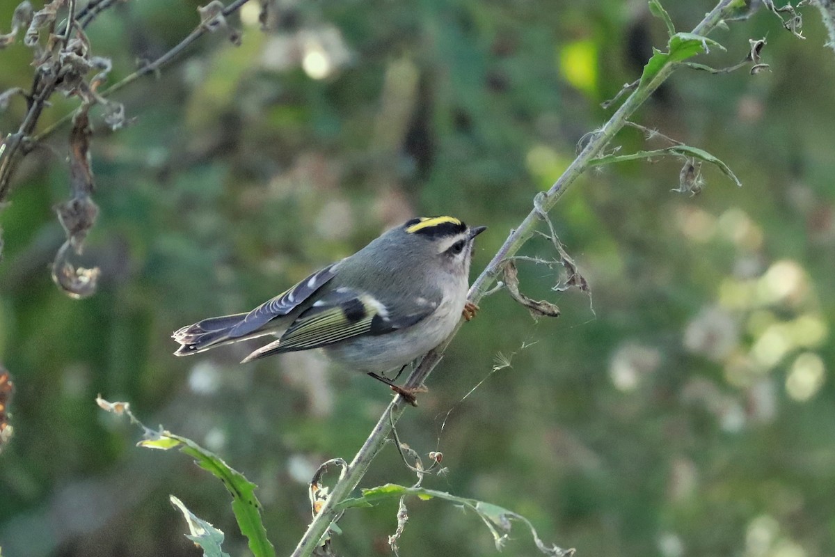 Roitelet à couronne dorée - ML644178704