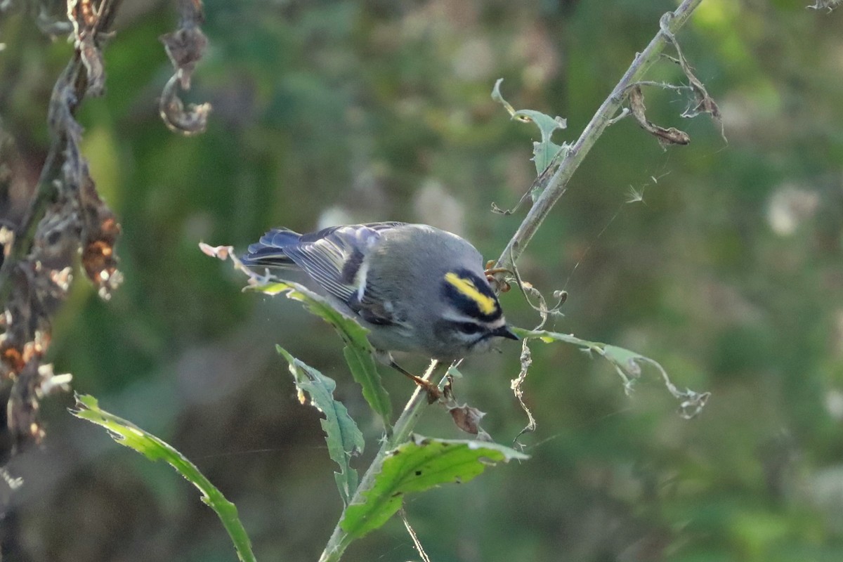 Roitelet à couronne dorée - ML644178705