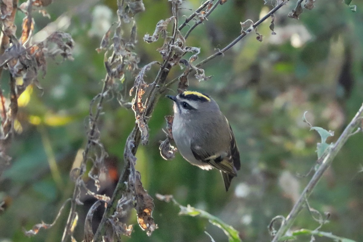 Roitelet à couronne dorée - ML644178706