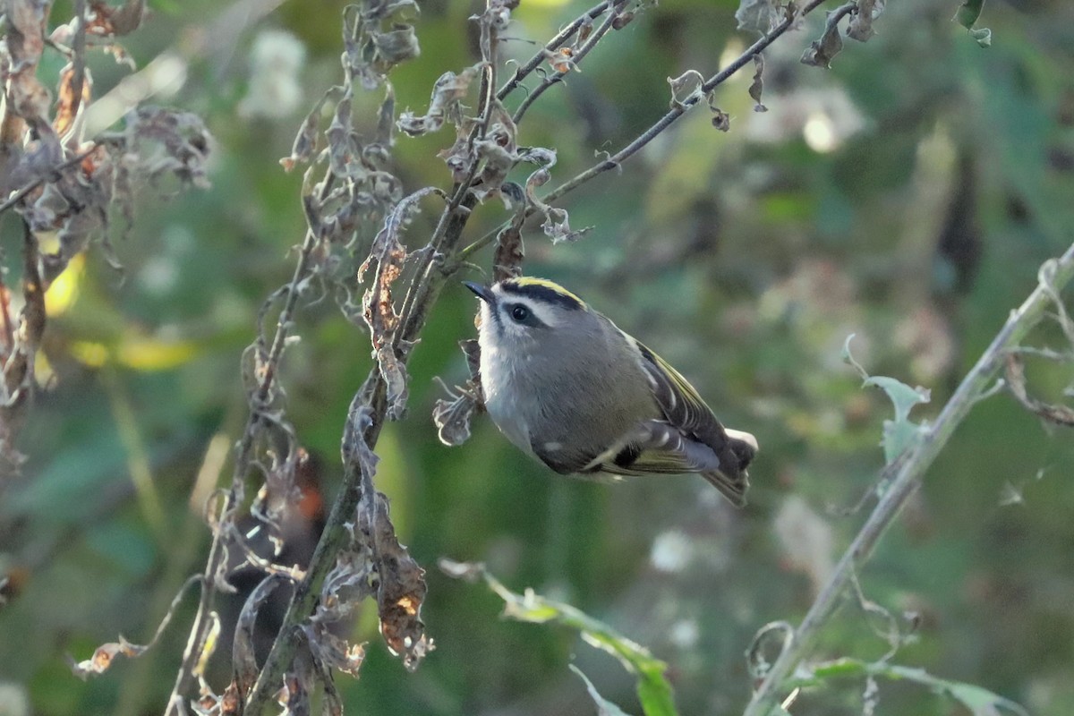 Roitelet à couronne dorée - ML644178707