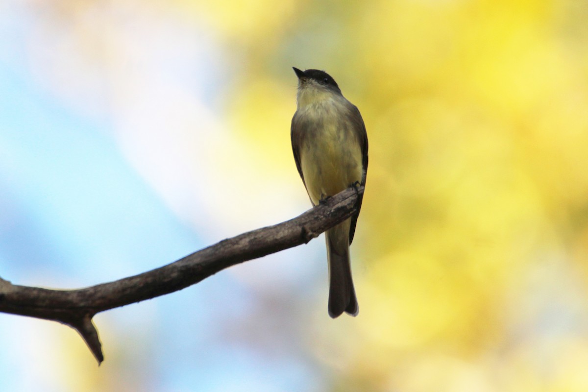 Eastern Phoebe - ML644178708