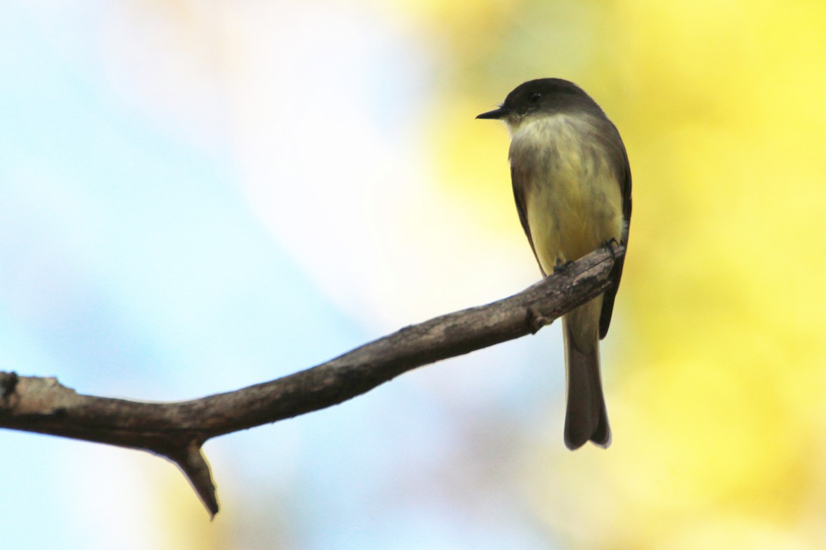Eastern Phoebe - ML644178709