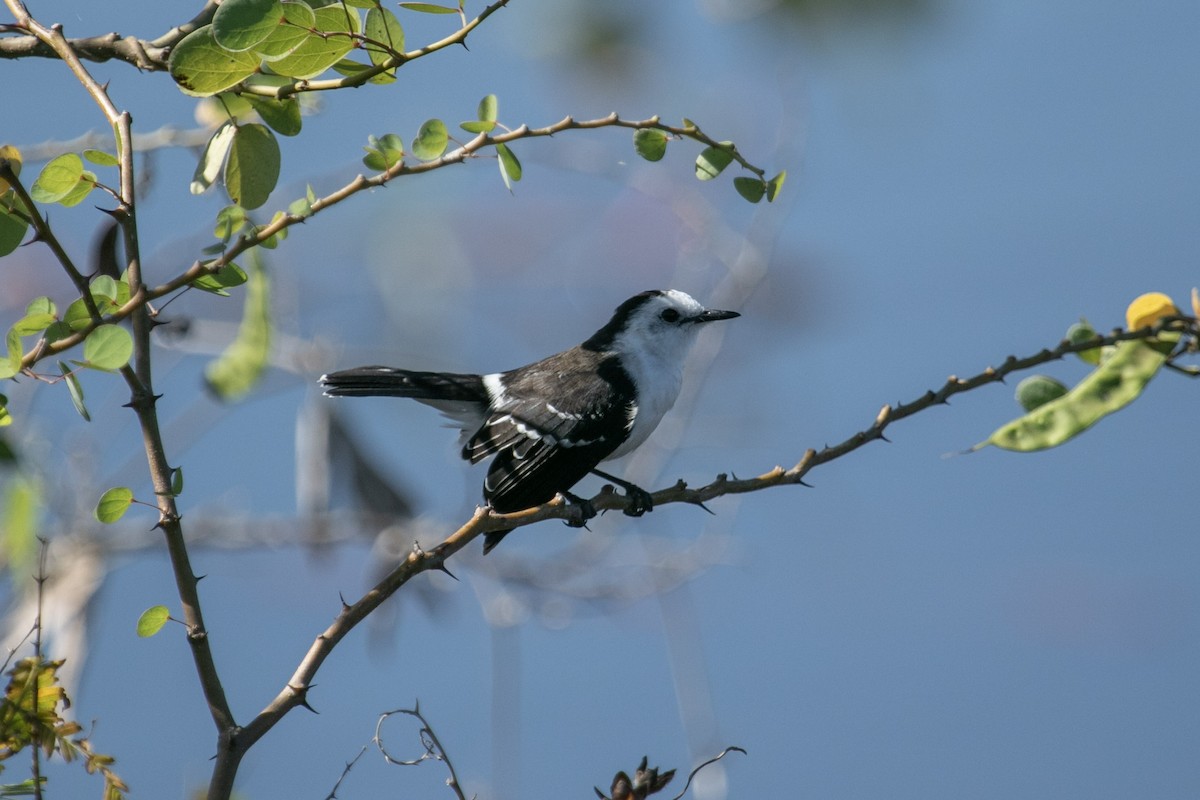 Черноспинный мухолов - ML644178715