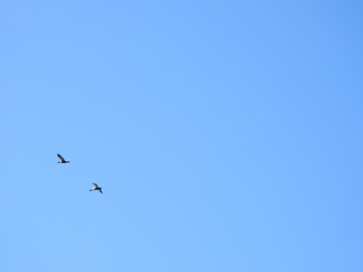 Tadorne d'Australie - ML644178721