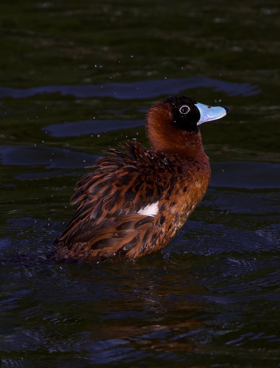 maskeand - ML644178723