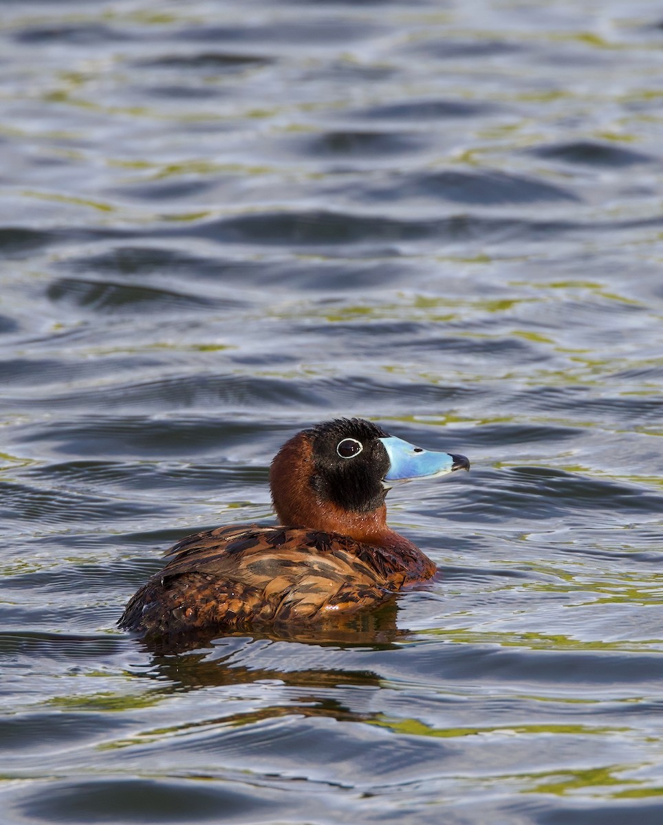 maskeand - ML644178725