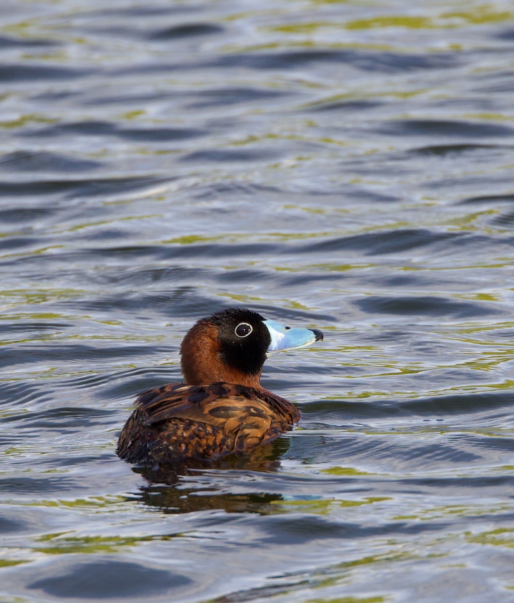 maskeand - ML644178726