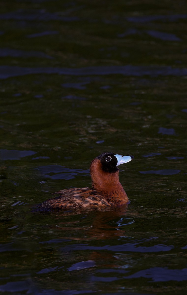 maskeand - ML644178727