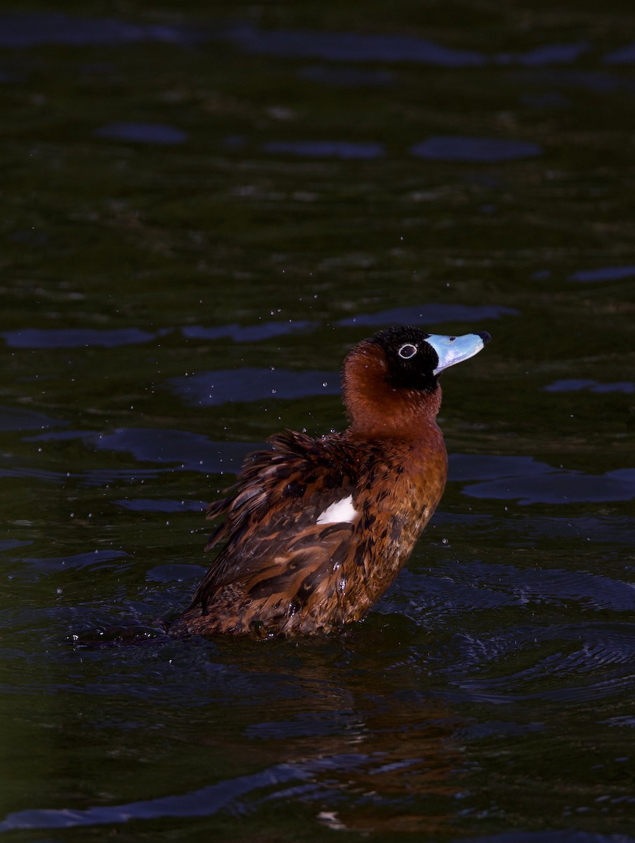 maskeand - ML644178728