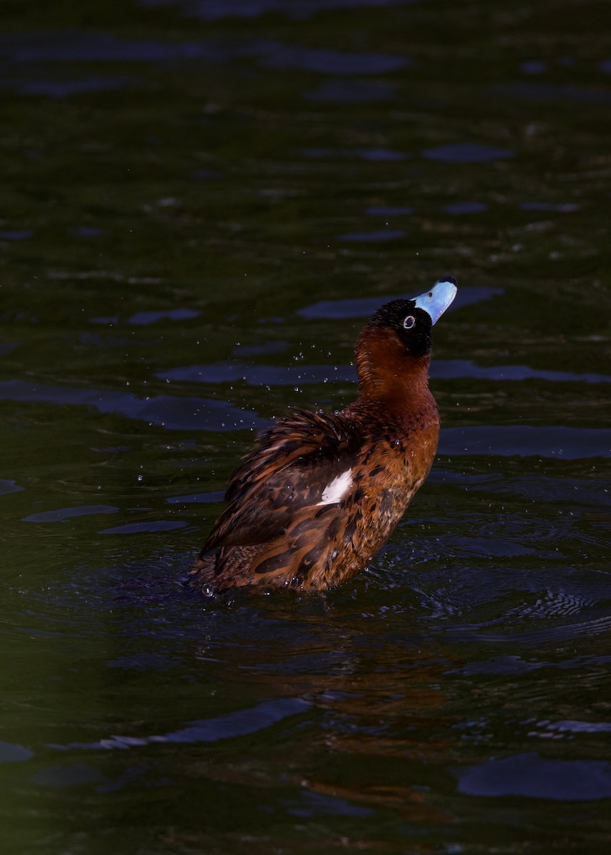 maskeand - ML644178729