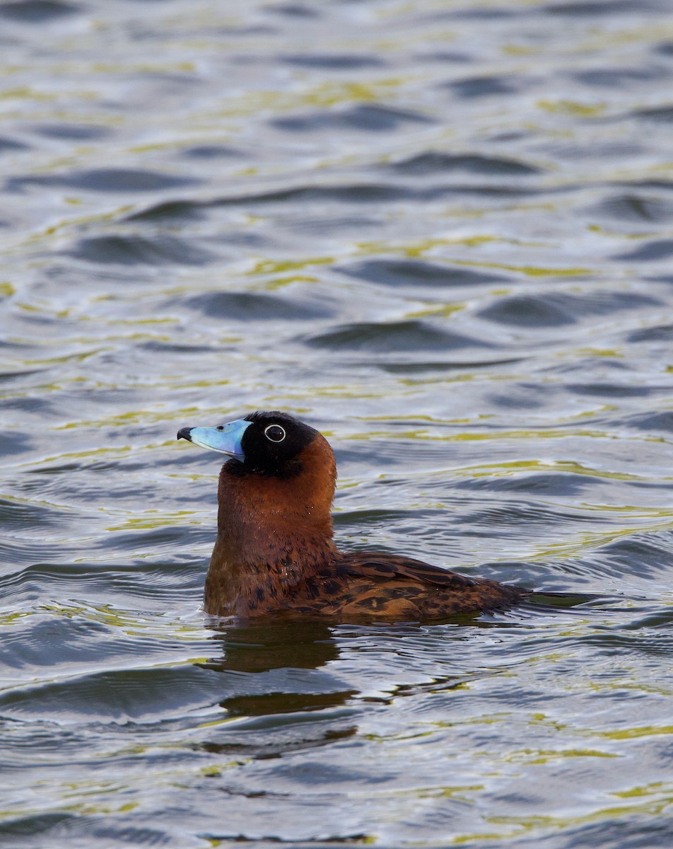 maskeand - ML644178730