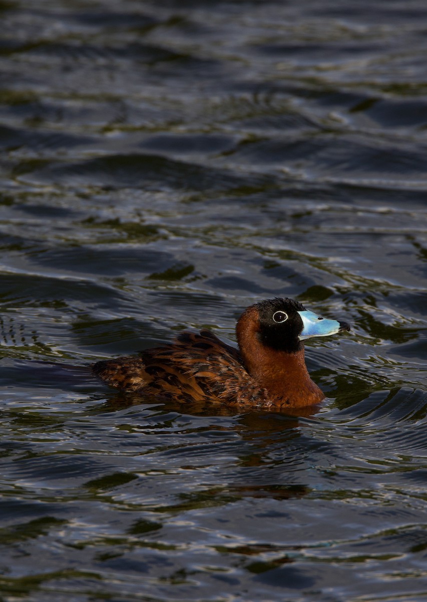 maskeand - ML644178731