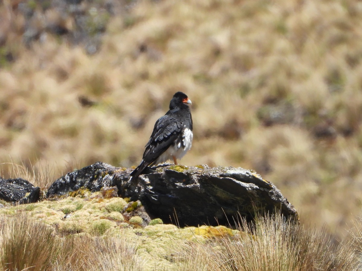 Caracara montagnard - ML644178733