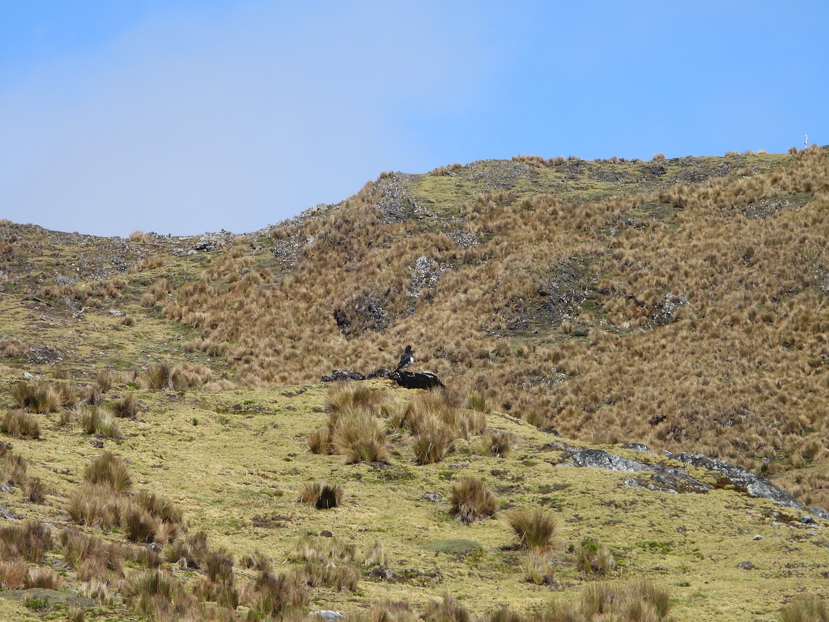Caracara montagnard - ML644178734