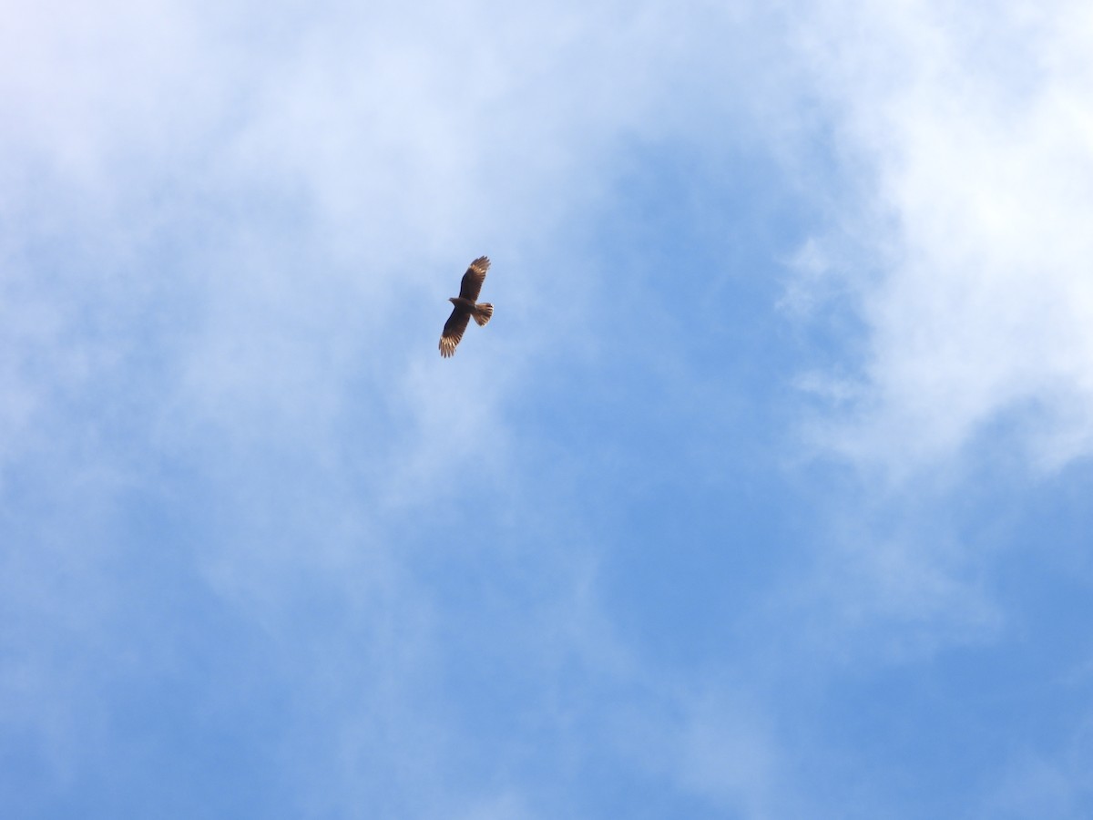 Caracara montagnard - ML644178736