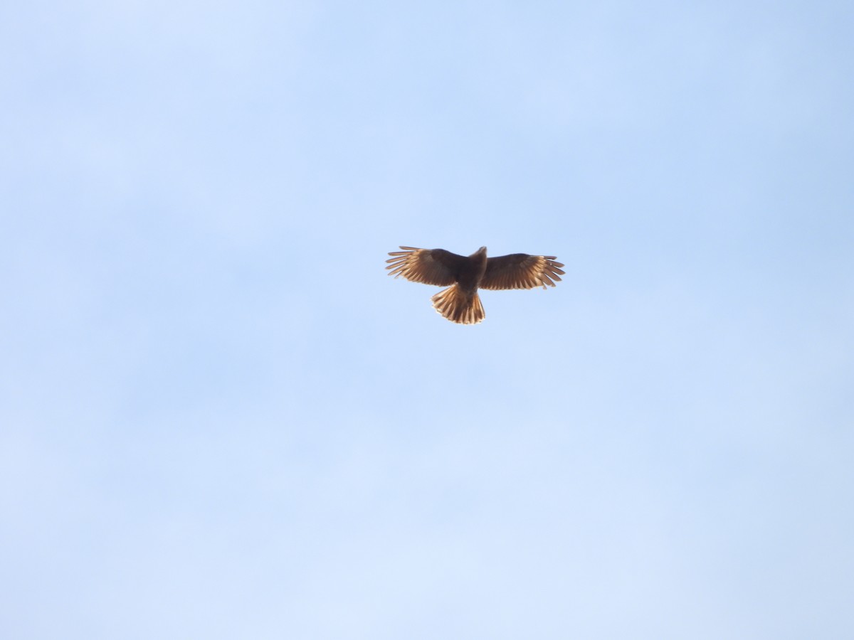 Caracara montagnard - ML644178737