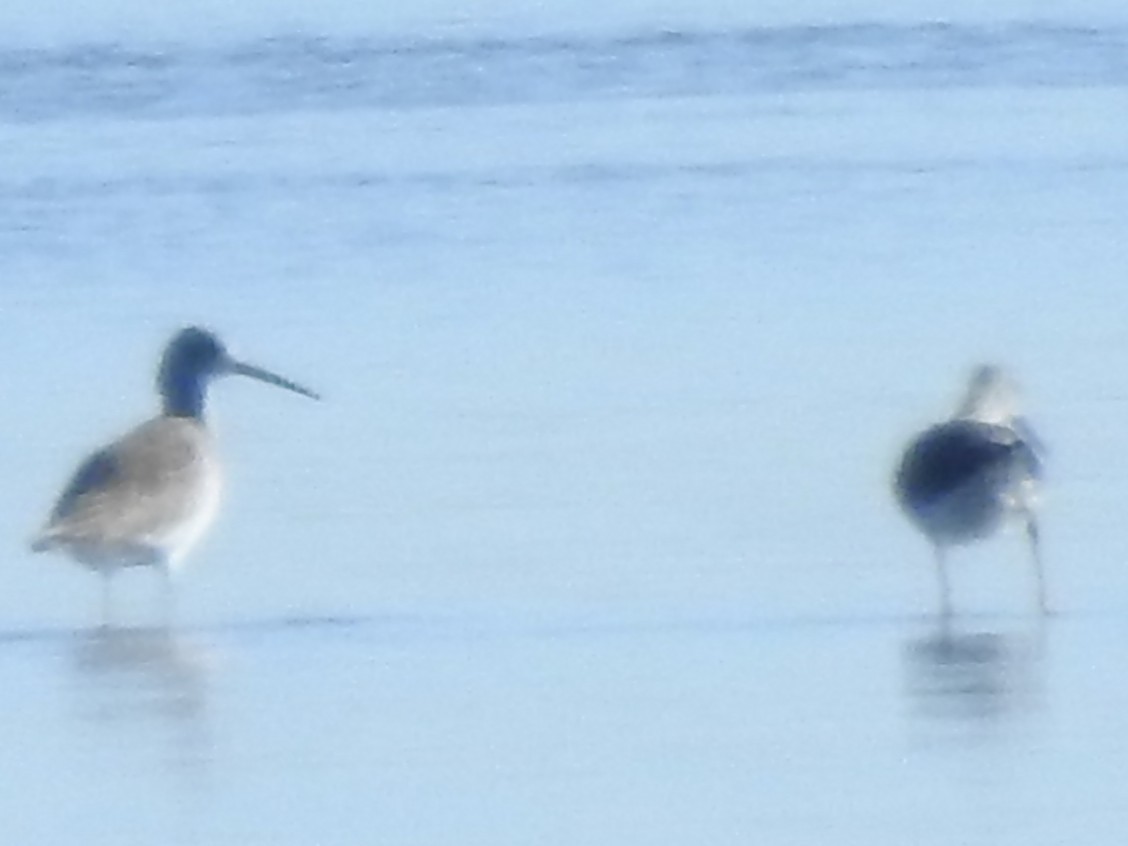 Stilt Sandpiper - ML644178749