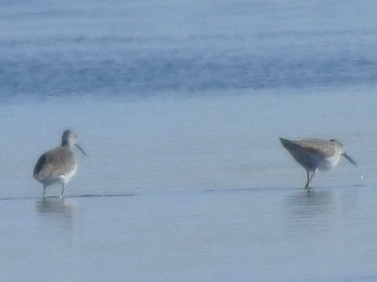Stilt Sandpiper - ML644178750