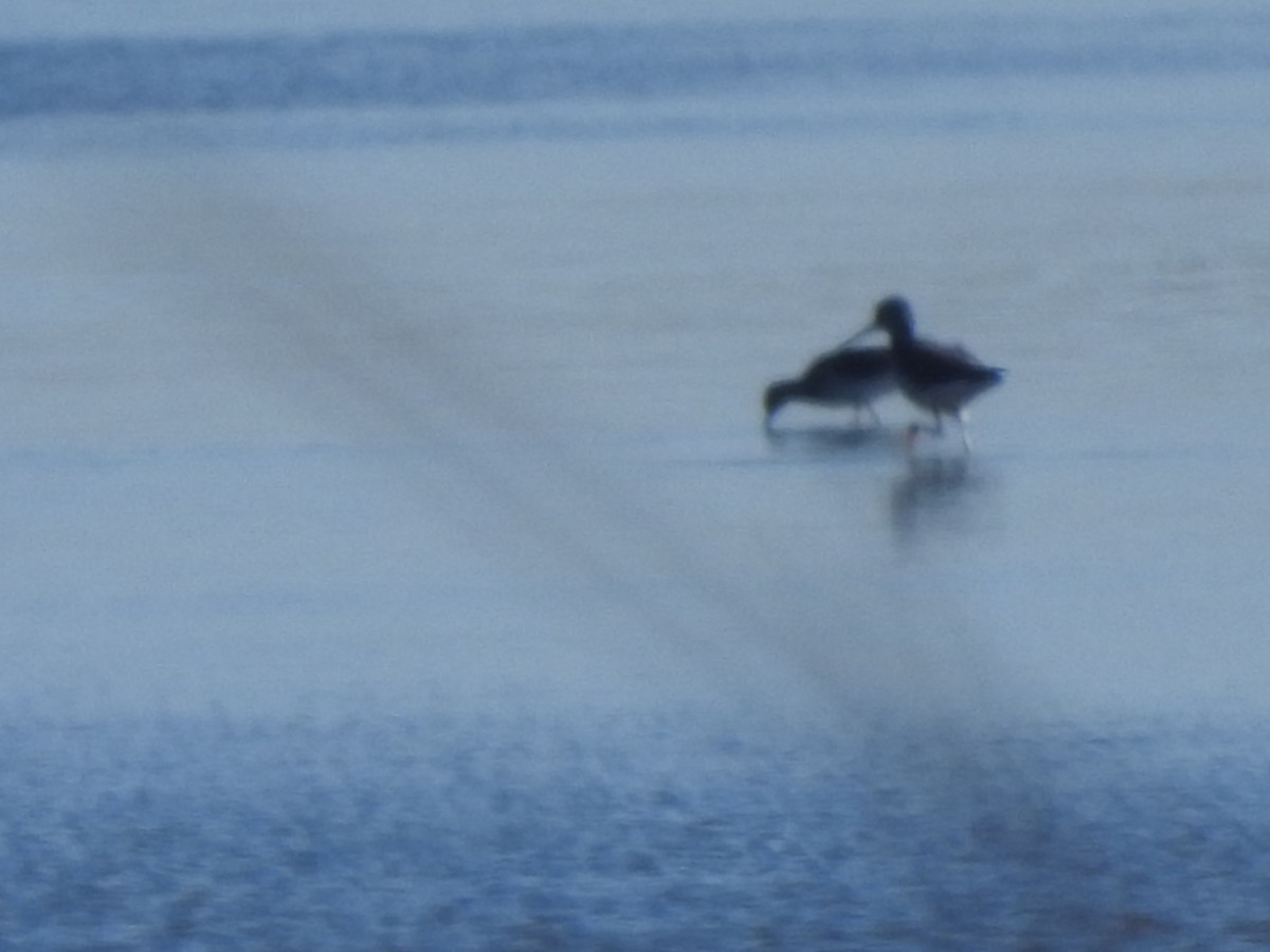 Stilt Sandpiper - ML644178751