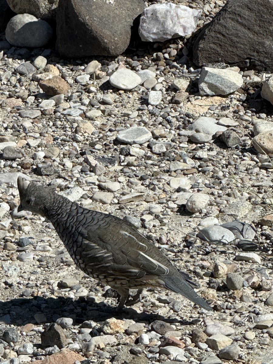 Scaled Quail - ML644178764