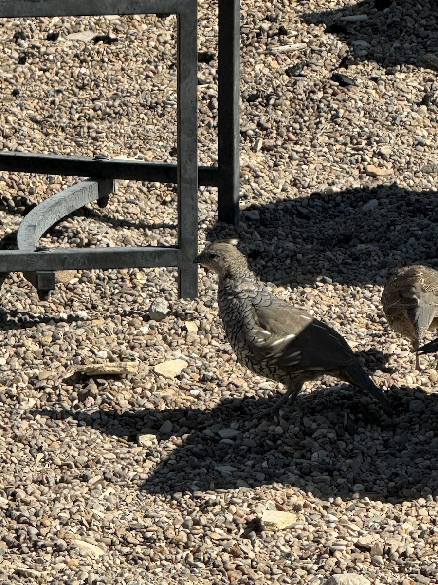 Scaled Quail - ML644178765