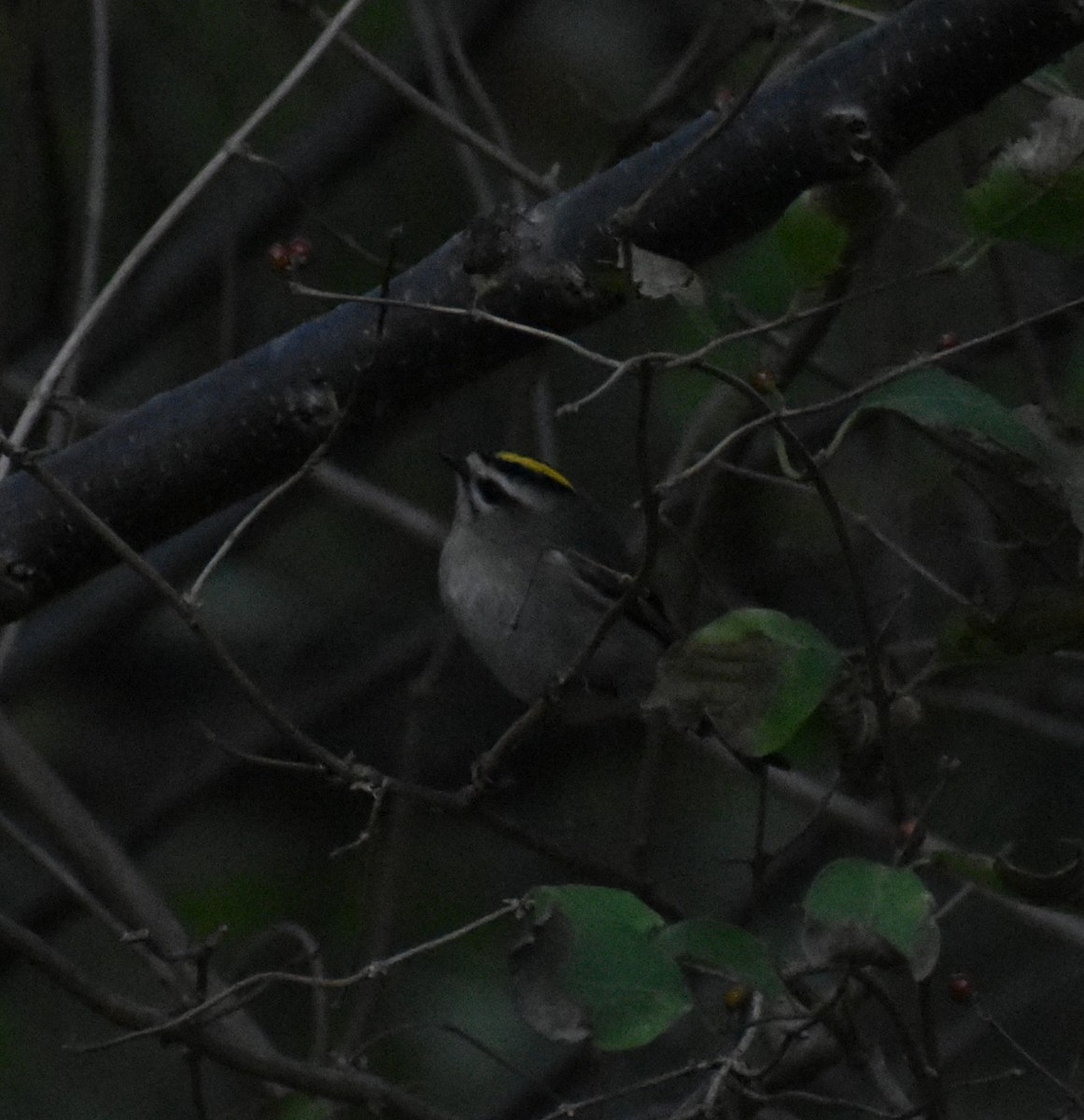 Golden-crowned Kinglet - ML644178776