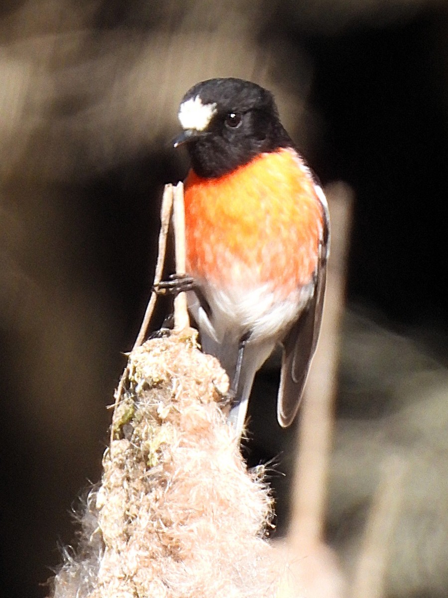 サンショクヒタキ - ML644178783