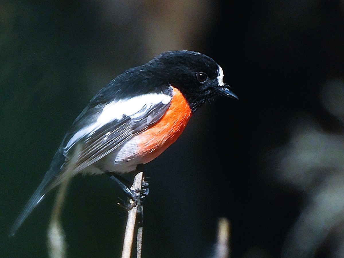 サンショクヒタキ - ML644178784