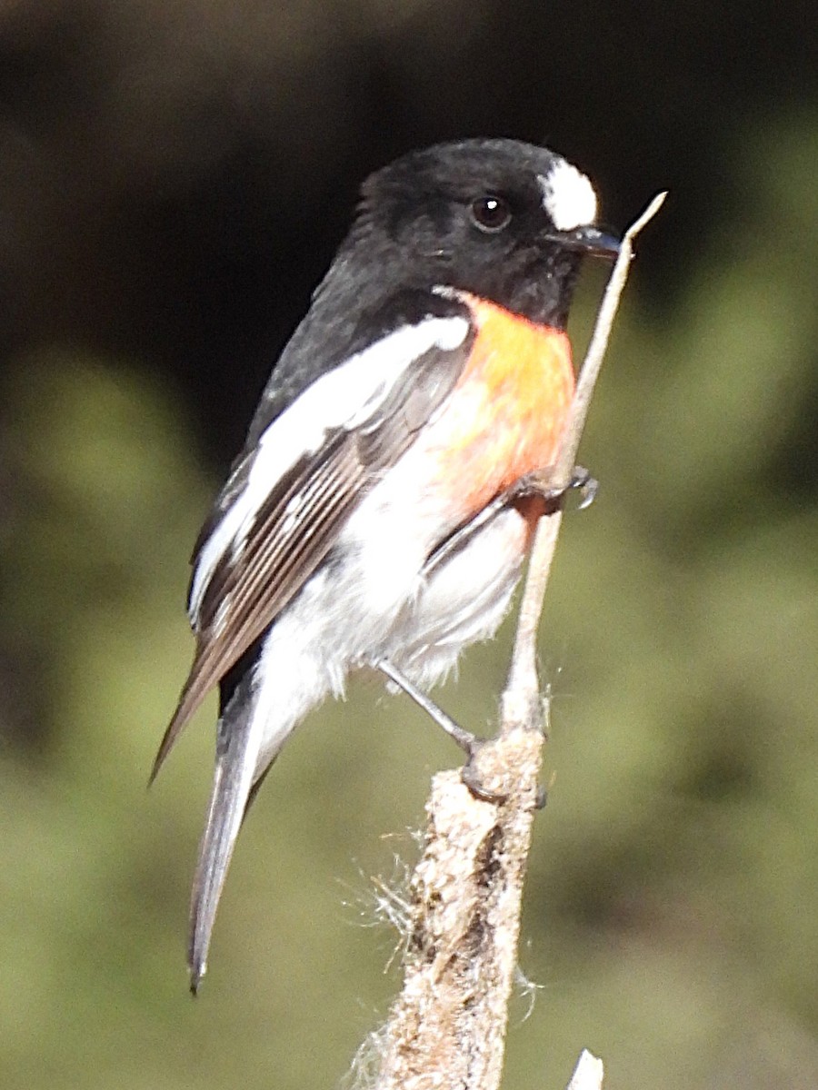 サンショクヒタキ - ML644178785