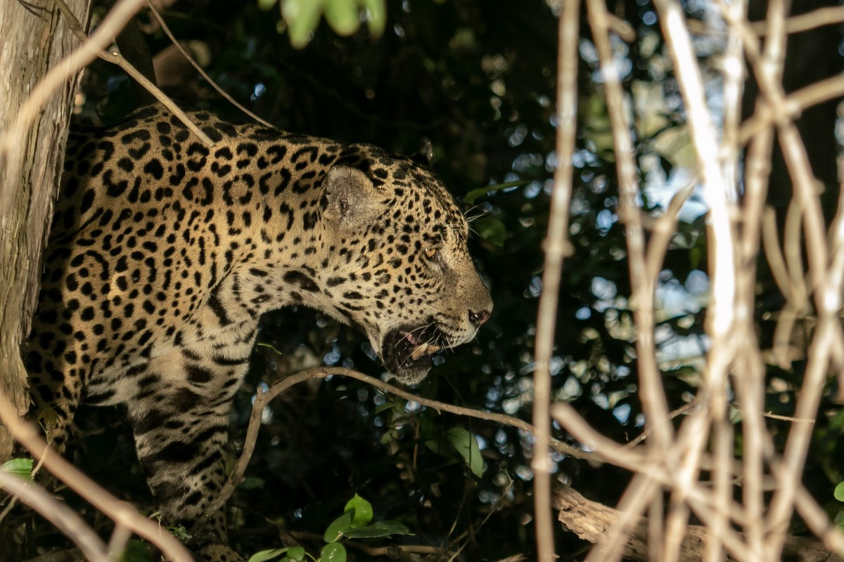 Jaguar - ML644178788