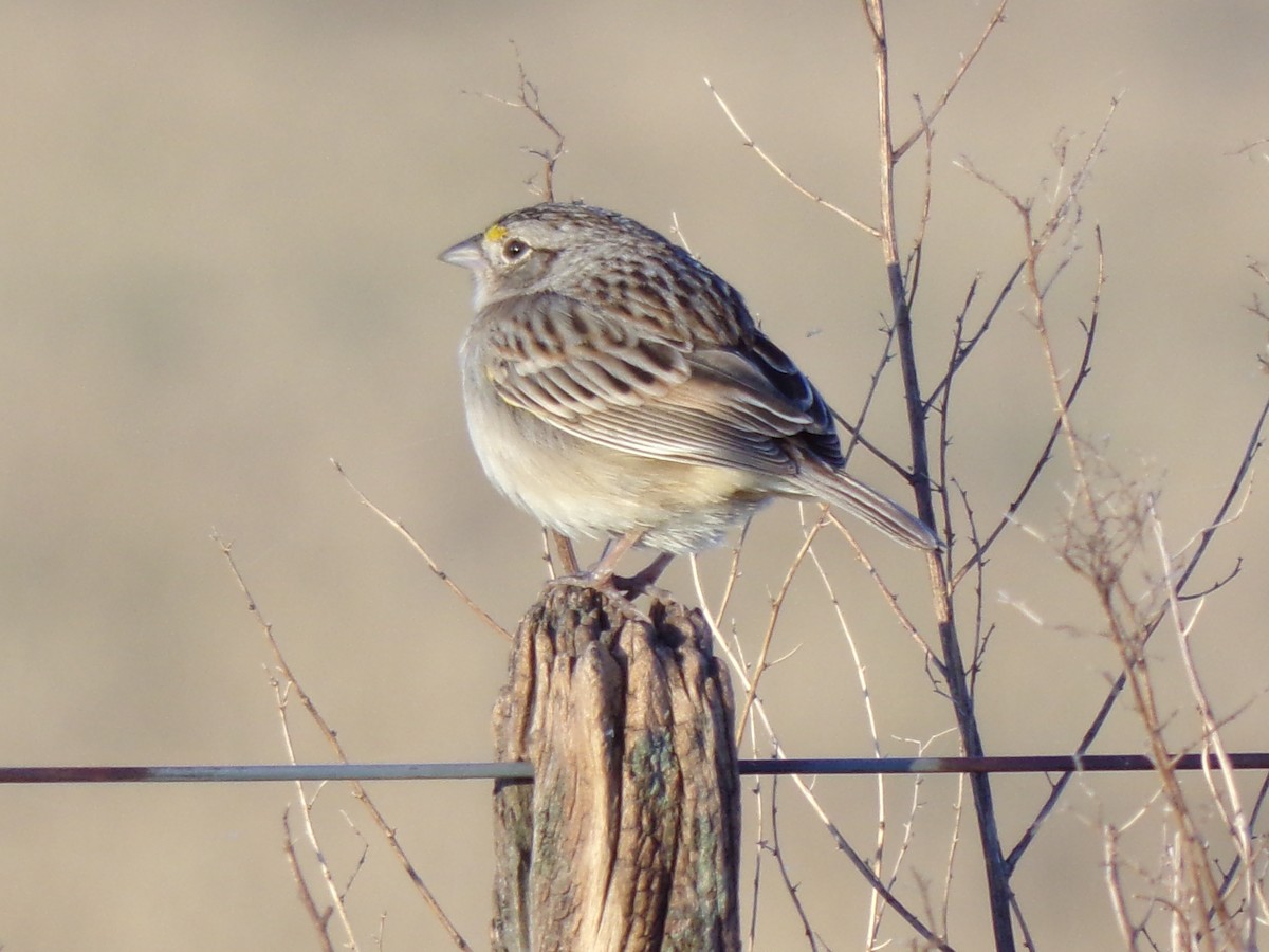 Wachtelammer - ML644178791