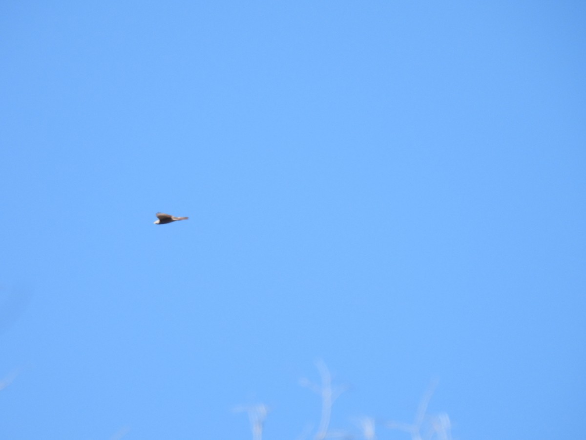 Épervier à collier roux - ML644178804