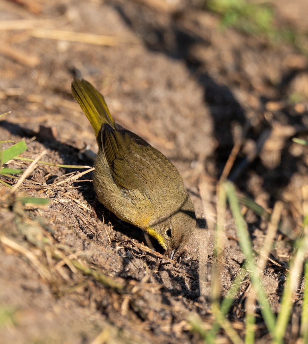 Common Yellowthroat - ML644178807