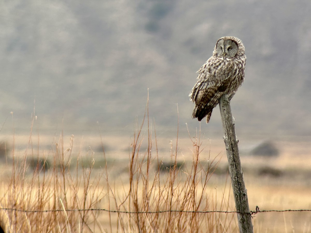 Great Gray Owl - ML644178809