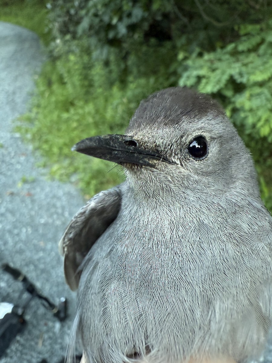 Gray Catbird - ML644178821
