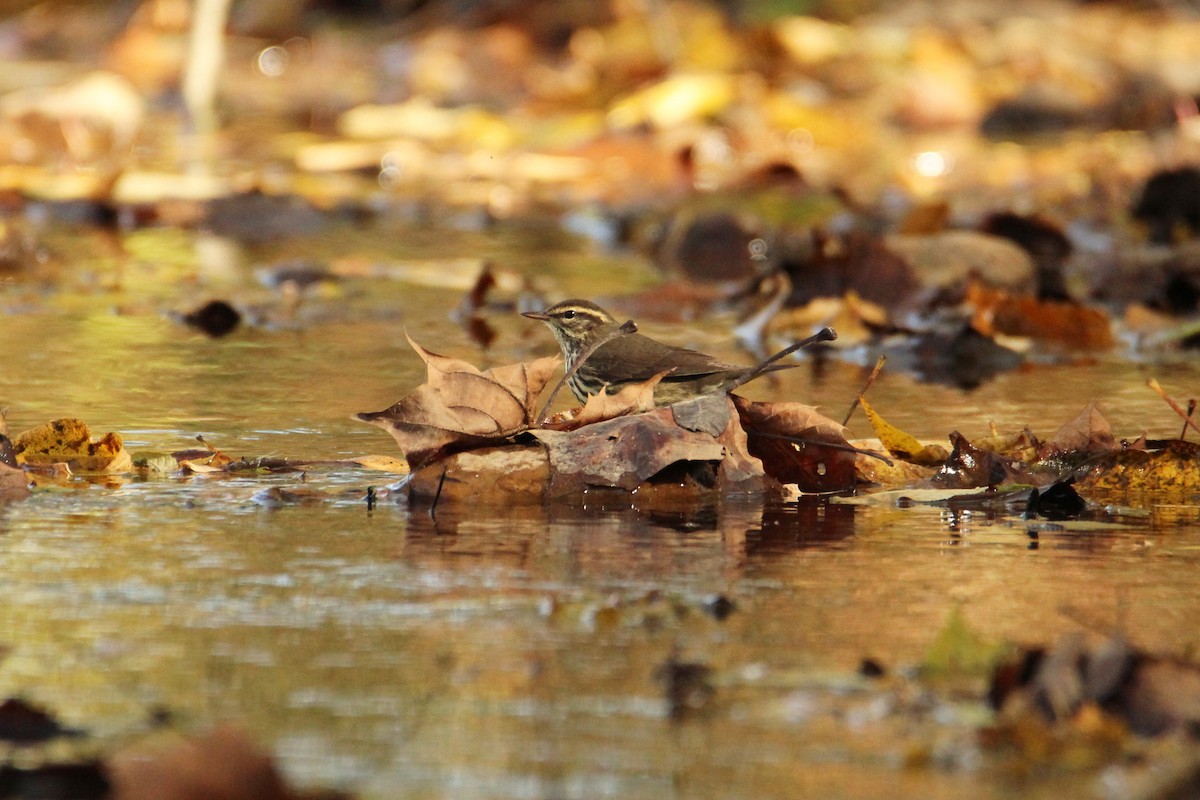 Northern Waterthrush - ML644178824